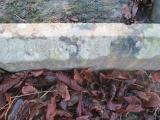 image of grave number 372961